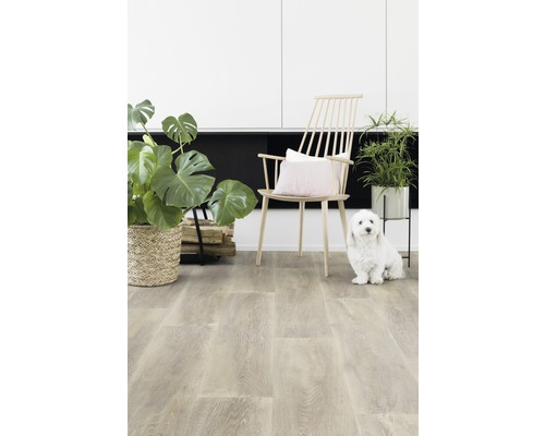 Světlý pokoj s vinylovou podlahou, dřevěnou židlí, pokojovými rostlinami a psem