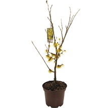 Vilín prostřední světle žlutý FloraSelf Hamamelis intermedia 'Arnold Promise' výška 40-60 cm květináč 5 l, kvetoucí v zimě