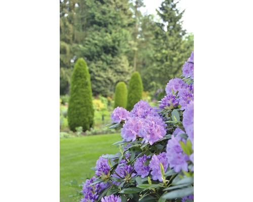 Kvetoucí rododendron v zahradě s trávníkem a stromy
