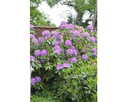 Kvetoucí rododendron v zahradě