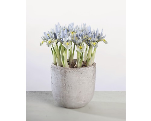 Kosatec síťkovaný FloraSelf Iris retuculata 'Katharina Hotchkin' Ø 9 cm květináč Kosatcové rostliny v květináči