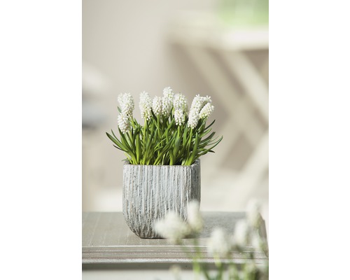 Modřenec s bílým květem v květináči