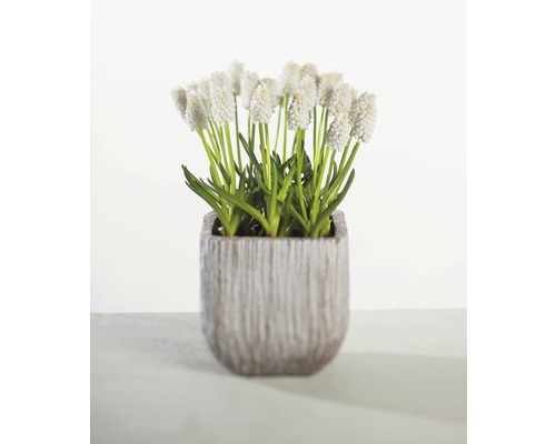 Umělá modřice v květináči