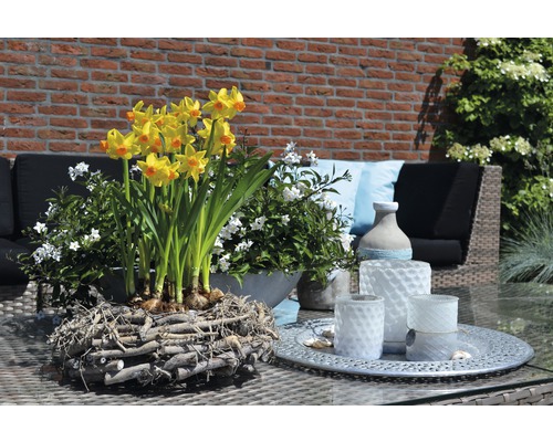 Žluté narcisy ve vrbovém košíku s bílými květinami a zahradním nábytkem