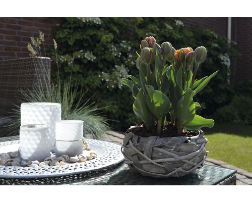 Dekorativní zahradní stolek s tulipány v proutěném košíku a lucernami