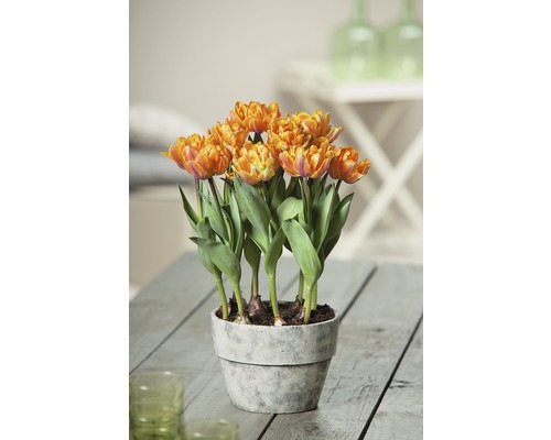 Tulipán FloraSelf Tulipa x hybrid 'Orange Princess' Ø 9 cm květináč