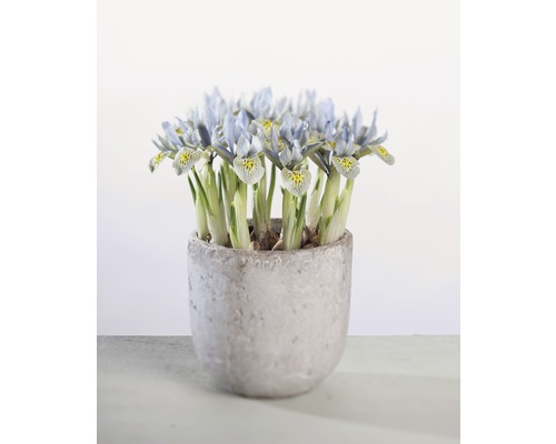 Kosatec síťkovaný FloraSelf Iris retuculata 'Katharina Hotchkin' Ø 12 cm květináč Kosatce v květináči