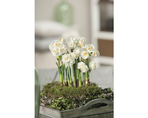 Narcis FloraSelf Narcissus pseudonarcissus 'Bridal Crown' Ø 12 cm květináč