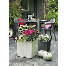 Dekorativní zahradní scéna s bílými a tmavými květináči osázenými květinami a dýněmi v popředí.