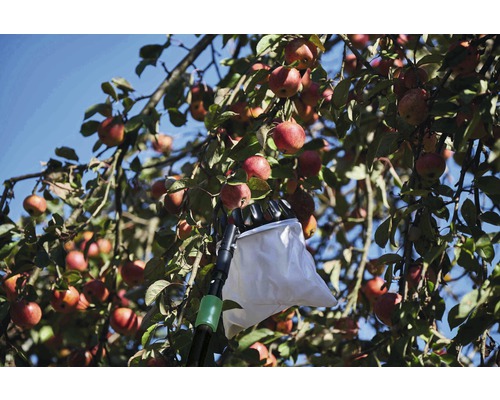 Sklízeč jablek v provozu na jabloně s zralými jablky.