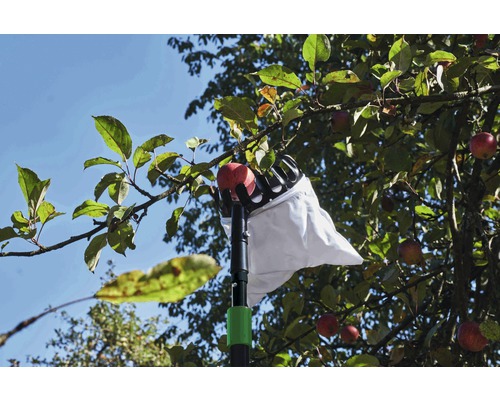 Sklizeň jablek s česáčem ovoce v sadu