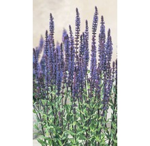 Šalvěj bažinná Salvia nemorosa 'Caradonna'® výška 20-30 cm květináč 5 l