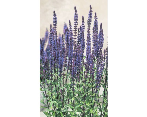Šalvěj bažinná Salvia nemorosa 'Caradonna'® výška 20-30 cm květináč 5 l