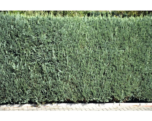 Hustý, zelený živý plot jako ochrana soukromí pro zahradu