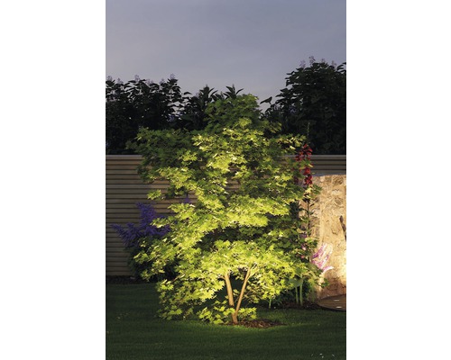 Osvětlený strom v zahradě