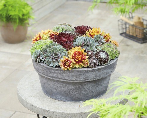 Netřesk mix FloraSelf sempervivum hybrid výška 5-10 cm květináč Ø 13 cm 1 ks, různé druhy Netřesk mix FloraSelf sempervivum hybrid výška 5-10 cm květináč Ø 13 cm 1 ks, různé druhy