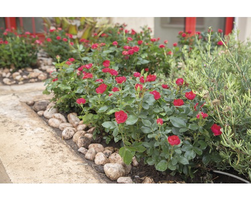 Záhon s kvetoucími miniaturními růžemi a kameny