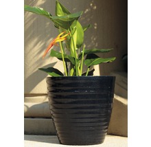 Rostlina Heliconia v květináči