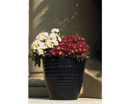 Květináč s podzimními astry před sloupem