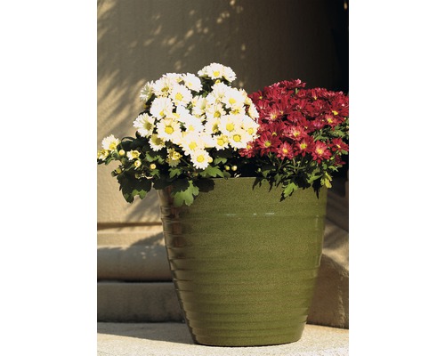 Chryzantémy v květináči