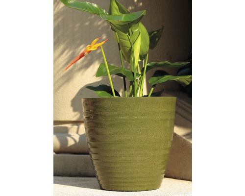 Květináč s rostlinou