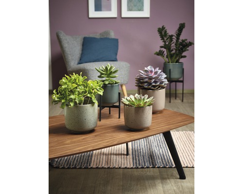 Dekorativní pokojové rostliny v květináčích na konferenčním stolku