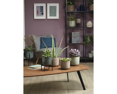 Obývací pokoj s pokojovými rostlinami v květináčích na konferenčním stolku