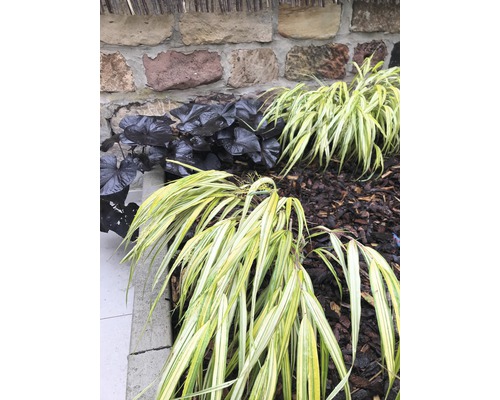 Rákosovka velká FloraSelf Hakonechloa macra 'Aureola' 5-20 cm květináč 14 cm Pohled do zahrady s okrasnými trávami a bergénií s tmavými listy před kamennou zdí
