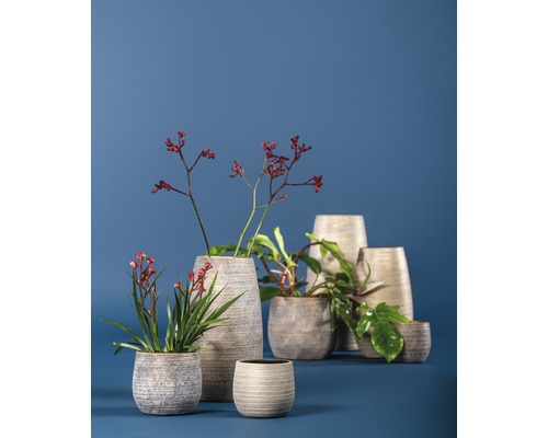 Různé kameninové květináče s rostlinami a větvemi