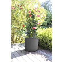 Květináč s kvetoucí rostlinou na dřevěné terase