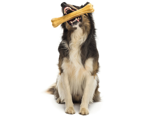 Sedící pes s žvýkací kostí v tlamě