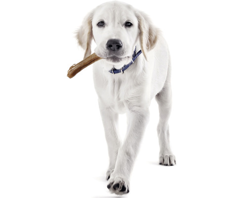Bílý labrador s kostí v tlamě