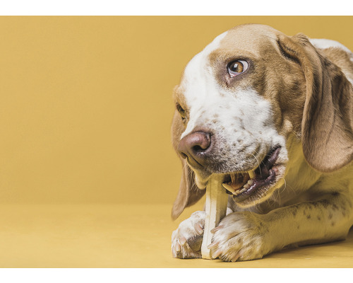 Pes okusuje žvýkací kost