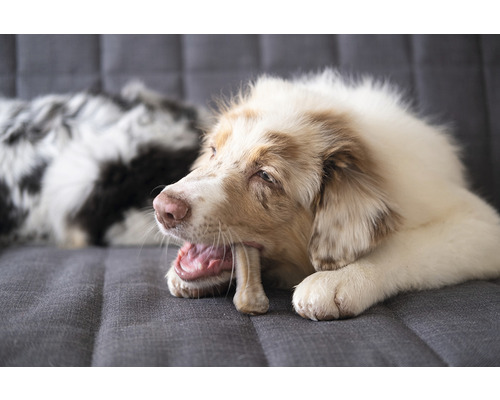 Pes žvýká kost na pohovce.