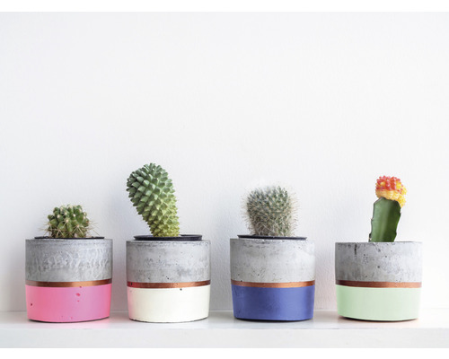 Řada sukulentů v malovaných cementových květináčích