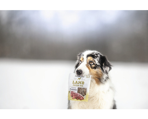 Pes drží v tlamě balíček proteinové tyčinky s jehněčím masem.