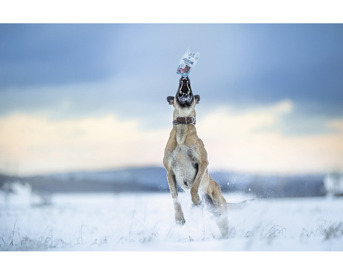 Pes skáče ve sněhové krajině, aby chytil balíček krmiva pro psy.