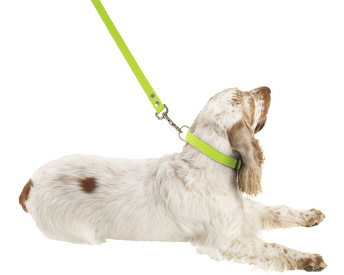 Ležící pes s obojkem a vodítkem