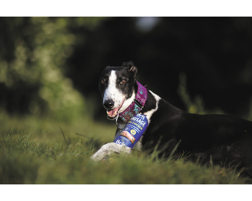 Chrt leží s psí klobásou na louce.