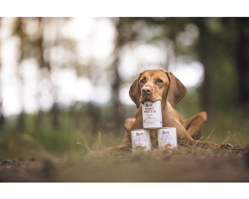 Pes drží v tlamě a mezi tlapami konzervy s krmivem pro psy Brit Mono Protein
