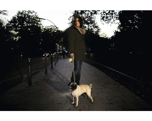 Žena venčí mopse na rolovacím vodítku na chodníku.