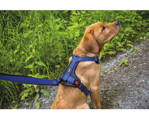 Pes s postrojem a vodítkem Kärtile venku