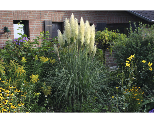 Kortaderie dvoudomá FloraSelf Cortaderia selloana 'Senior' 20-120 cm květináč 3 l