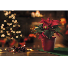 Vánoční hvězda v červeném květináči s vánočními koulemi a světelným řetězem na dřevěném stole před vánočním stromkem