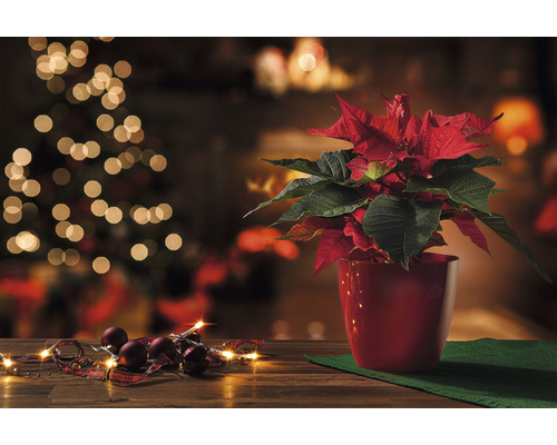 Vánoční hvězda v červeném květináči s vánočními koulemi a světelným řetězem na dřevěném stole před vánočním stromkem