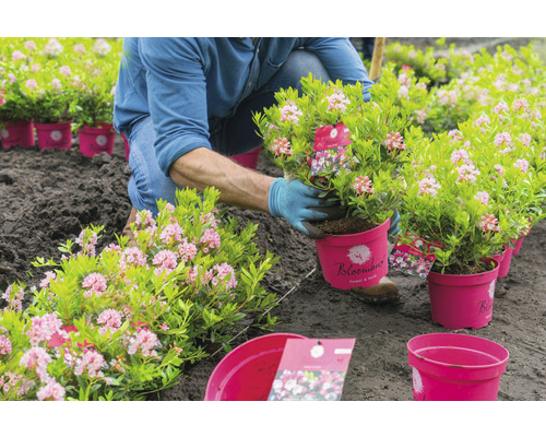 Zahradník sází rododendron z květináče do země