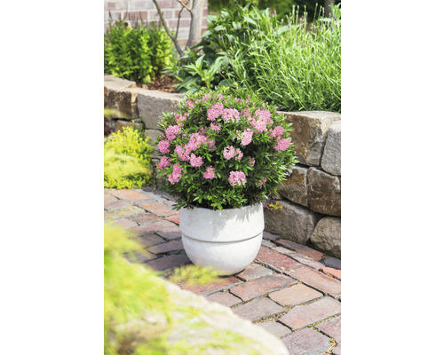 Zahradní pohled s kvetoucím rododendronem v květináči