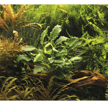 Detail akvarijní rostliny.