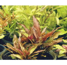 Akvarijní rostlina v květináči