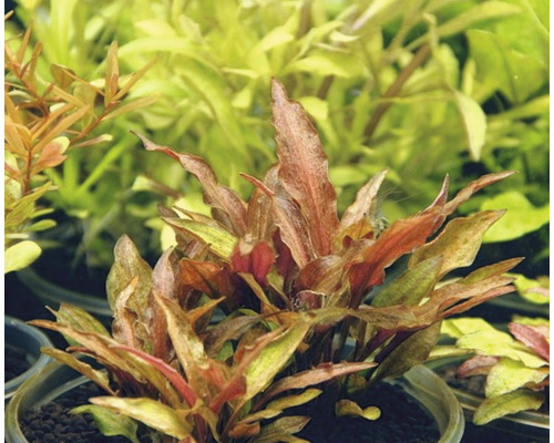 Akvarijní rostlina v květináči